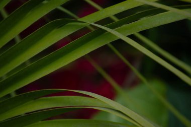 Arka planda kırmızı çiçek olan bir bitkinin yakın çekimi.