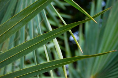 Bulanık arkaplanı olan bir palmiye yaprağının yakın çekimi