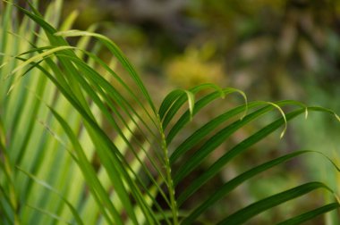 Üzerine küçük bir kuş konmuş yeşil bir bitki.