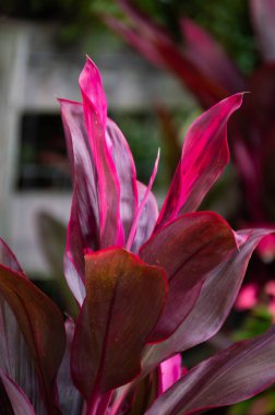 Kırmızı ve mor yapraklı bir bitki.