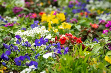 Ortasında kırmızı çiçek olan bir çiçek tarlası.