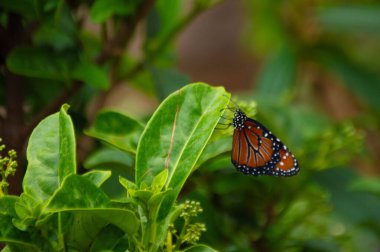 Bir bahçede yaprağın üzerinde oturan bir kelebek.