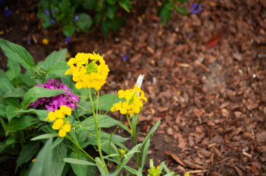 Bahçede bir demet çiçek ve saman.