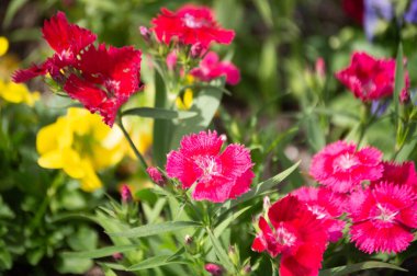 Çimlerin üzerinde bir demet çiçek.