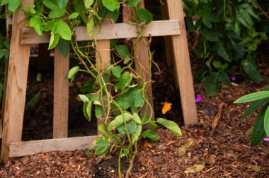 Üzerinde bitki yetişen ahşap bir kafes.