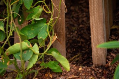 Bir bahçenin ortasında duran ahşap bir kafes.