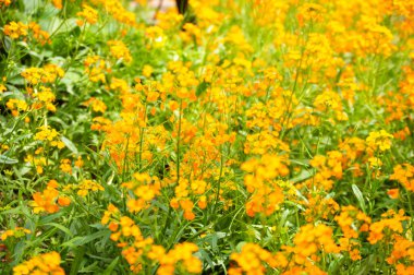 Sarı çiçekli bir tarla 