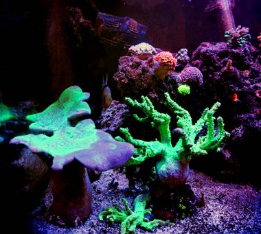 Yeşil mercanlı bir akvaryum. 