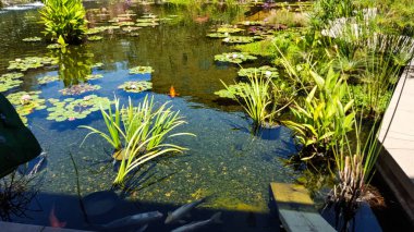 Nilüferler ve balıklarla dolu bir gölet.