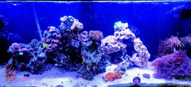 Çeşitli mercanlar ve diğer su canlılarıyla dolu bir akvaryum.