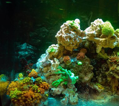 Çeşitli mercanlar ve diğer su canlılarıyla dolu bir akvaryum.