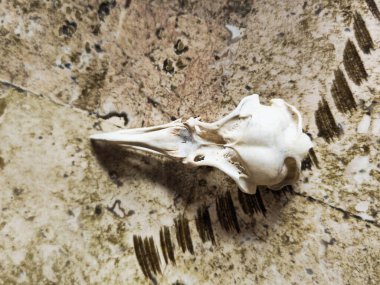 Kirli zeminde çatallı bir kuş kafatası.