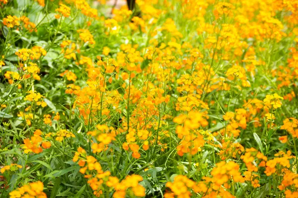 Sarı çiçekli bir tarla 