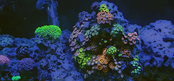 Çeşitli mercan türleri olan bir mercan resifi.