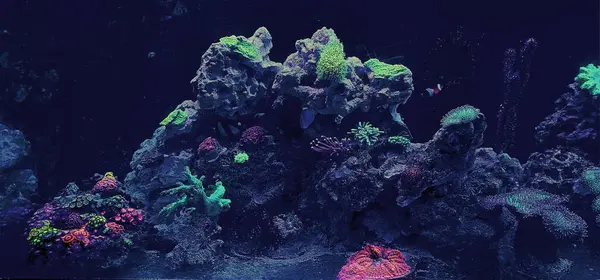a fish tank with a variety of corals and other aquatic life