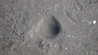 Yakın plan video, küçük bir çocuğun Tirang Sahili, Semarang, Central Java 'da kumun üzerine su dökerek kumda delik açtığını gösteriyor.