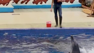 Yunuslar, ziyaretçilerin bu Central Java safari plajına gelmelerinin ana nedenidir. Ziyaretçiler yunus gösterilerini çeşitli havuzlarda izleyebilirler..