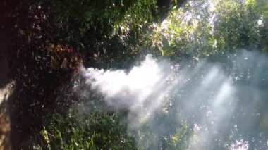 Kuru yaprakları yakmak ateş ve dumana neden olur. Ağaçların arasından süzülen dumanın üzerinde parlayan güneş ışığının arka planında