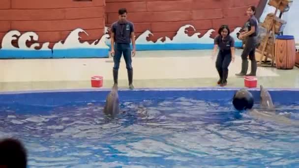 Los Delfines Son Razón Principal Por Que Los Visitantes Vienen — Vídeos de Stock