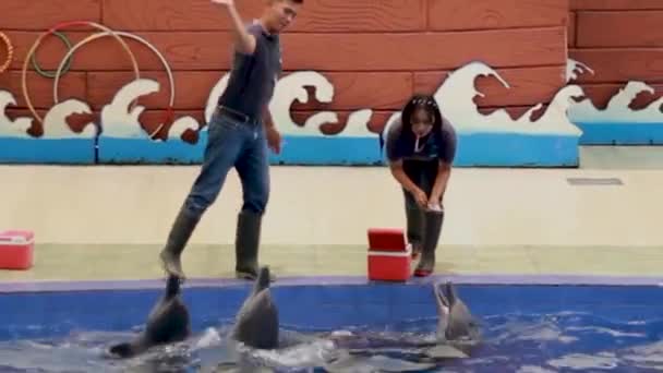 문하는 사람들 사파리 해변에 이유는 돌고래들 때문입니다 관광객들은 수영장에서 돌고래 — 비디오