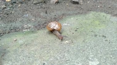 Landouria menorehensis ya da Java salyangozunun yakın çekimi ya da sadece Java 'nın belli bölgelerine dağılmış bir hayvandır. Ana besin küçük yapraklardır. Kabuklu bir gastropod.