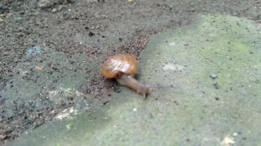 Landouria menorehensis ya da Java salyangozunun yakın çekimi ya da sadece Java 'nın belli bölgelerine dağılmış bir hayvandır. Ana besin küçük yapraklardır. Kabuklu bir gastropod.