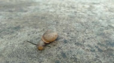 Landouria menorehensis ya da Java salyangozunun yakın çekimi ya da sadece Java 'nın belli bölgelerine dağılmış bir hayvandır. Ana besin küçük yapraklardır. Kabuklu bir gastropod.