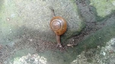 Landouria menorehensis ya da Java salyangozunun yakın çekimi ya da sadece Java 'nın belli bölgelerine dağılmış bir hayvandır. Ana besin küçük yapraklardır. Kabuklu bir gastropod.