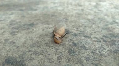 Landouria menorehensis ya da Java salyangozunun yakın çekimi ya da sadece Java 'nın belli bölgelerine dağılmış bir hayvandır. Ana besin küçük yapraklardır. Kabuklu bir gastropod.