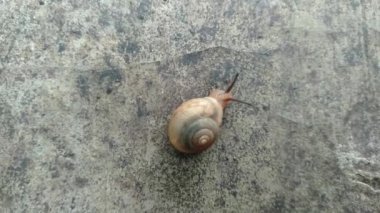 Landouria menorehensis ya da Java salyangozunun yakın çekimi ya da sadece Java 'nın belli bölgelerine dağılmış bir hayvandır. Ana besin küçük yapraklardır. Kabuklu bir gastropod.