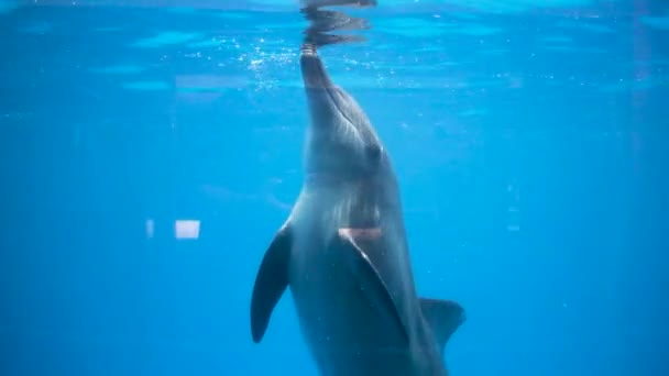 Lumba Lumba Adalah Alasan Utama Pengunjung Datang Pantai Safari Jawa — Stok Video