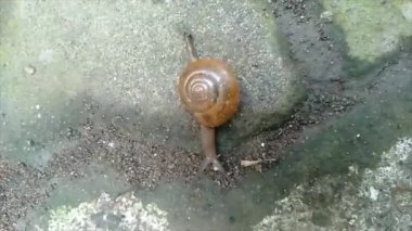 Landouria menorehensis ya da Java salyangozunun yakın çekimi ya da sadece Java 'nın belli bölgelerine dağılmış bir hayvandır. Ana besin küçük yapraklardır. Kabuklu bir gastropod.