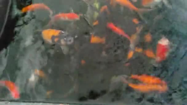 五彩斑斓的乌贼在清澈的池塘里游来游去 — 图库视频影像