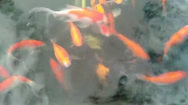 Barevné Koi Ryby Plavání Rybníku Sladkou Čistou Vodou — Stock video