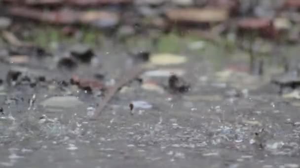 Відео Дощів Взятих Коли Йде Дощ Вулицях Викликає Калюжі Вулицях — стокове відео