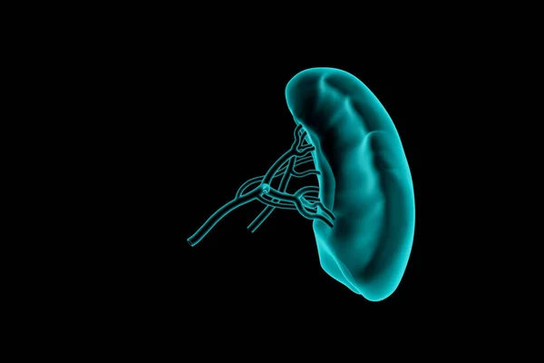 Иллюстрация Человеческой Селезенки Реалистичное Рентгеновское Моделирование Изолированное Черном — стоковое фото
