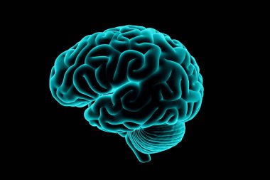 3d illustration of human brain realistic x-ray simulation isolated on black