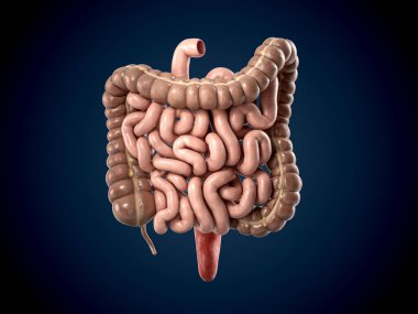3d illustration of human internal organ - intestine. Large and small intestine isolated on dark background clipart