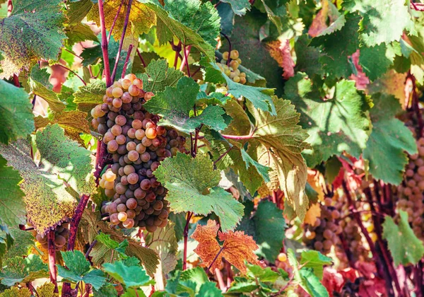 Ripe Branch Grapes Closeup Photo Grape Vineyard — Stock Photo, Image