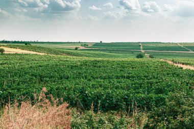 Gürcistan 'ın Kakheti bölgesindeki üzüm tarlası