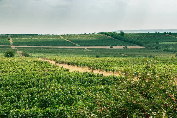 Druivenveld Het Wijngebied Van Kakheti Georgië — Stockfoto