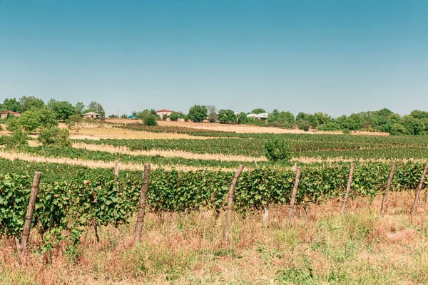 Grape field in the wine region of Kakheti, Georgia