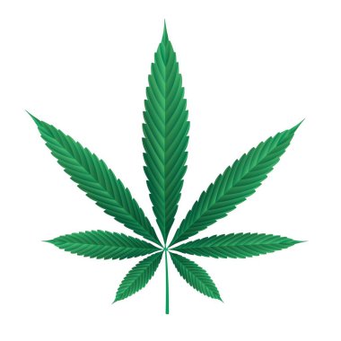 Beyaz üzerinde marihuana yaprağı. Esrar bitkisi yaprağının vektör illüstrasyonu