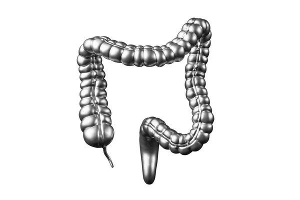 Illustration Metal Human Intestine Large Intestine Isolated White Background — Stock Photo, Image