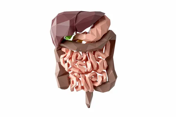 低聚3D说明人类的消化系统孤立于白色 多民族人类食物道内部器官 — 图库照片#