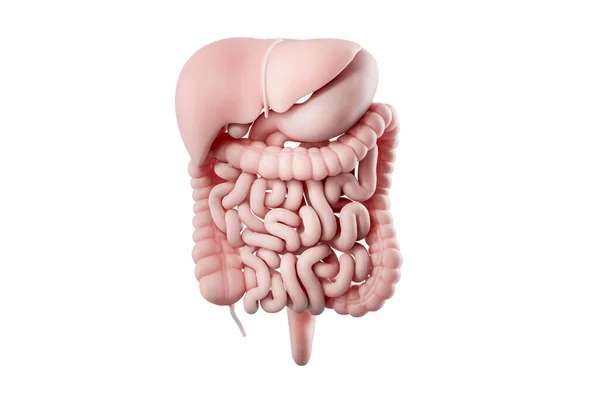 人类的消化系统在白色上被隔离的3D图例 人的食道内部器官 — 图库照片#