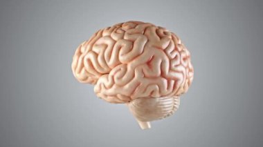 İnsan iç organının 3 boyutlu animasyonu, beyin. 4K kusursuz döngü tablosu canlandırması