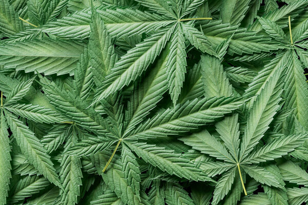 Закрыть кучу листьев марихуаны. Листья зелёные, а стебли коричневые. Листья расположены таким образом, что они выглядят так, будто они перекрывают друг друга. 3D рендеринг