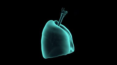 İnsan akciğerlerinin 3D animasyonu. Gerçekçi x-ray simülasyonu. Siyah, pürüzsüz bir döngüde izole edilmiş.