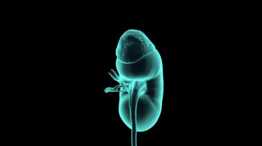 İnsan akciğerlerinin 3D animasyonu. Gerçekçi x-ray simülasyonu. Siyah, pürüzsüz bir döngüde izole edilmiş. 